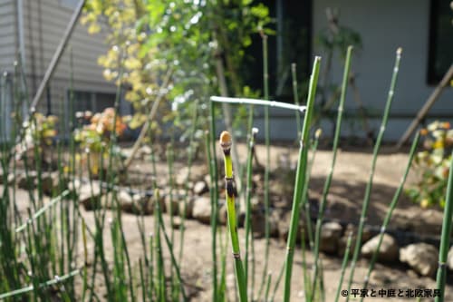 植えてはいけない と言われる トクサ 植えた理由と地下茎対策 平屋と中庭と北欧家具
